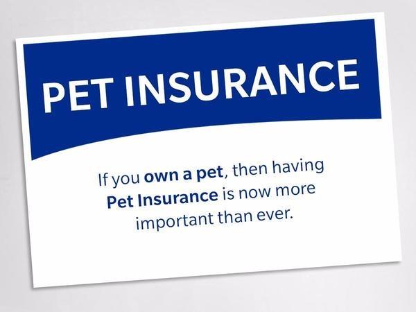 Pet Insurance