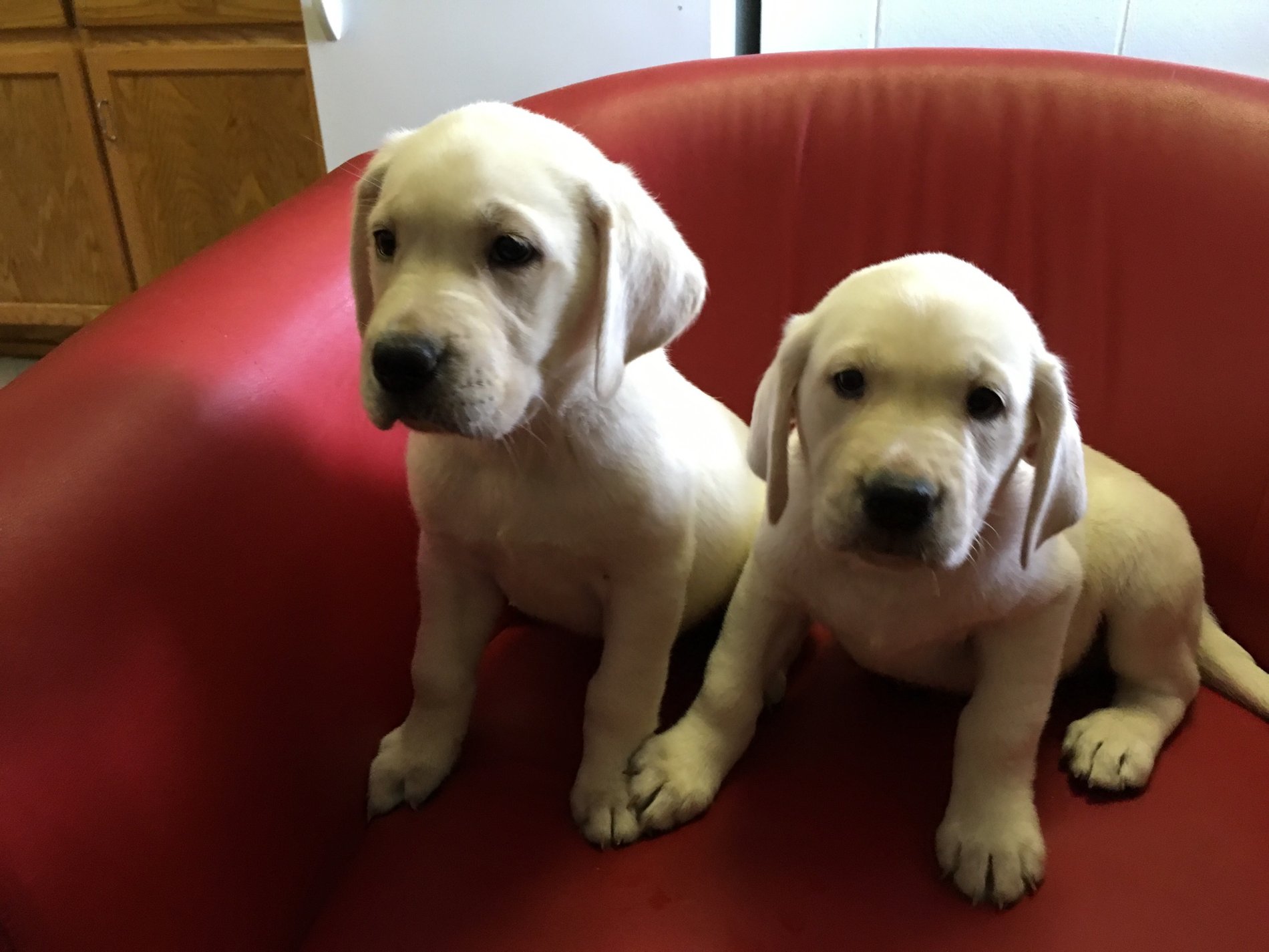 Our Newest addtion to our Family