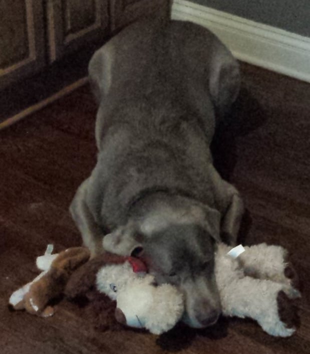Hank at rest!