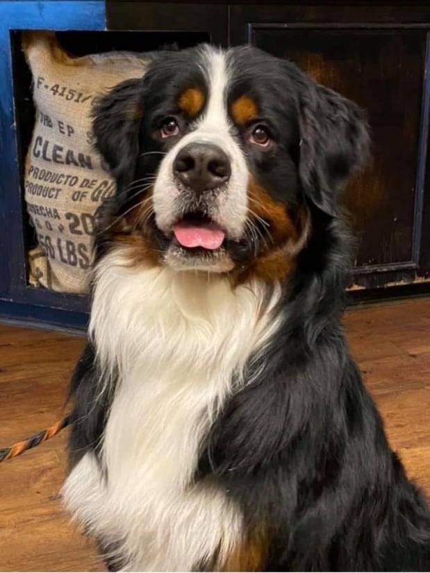 Mike's dog Ranger