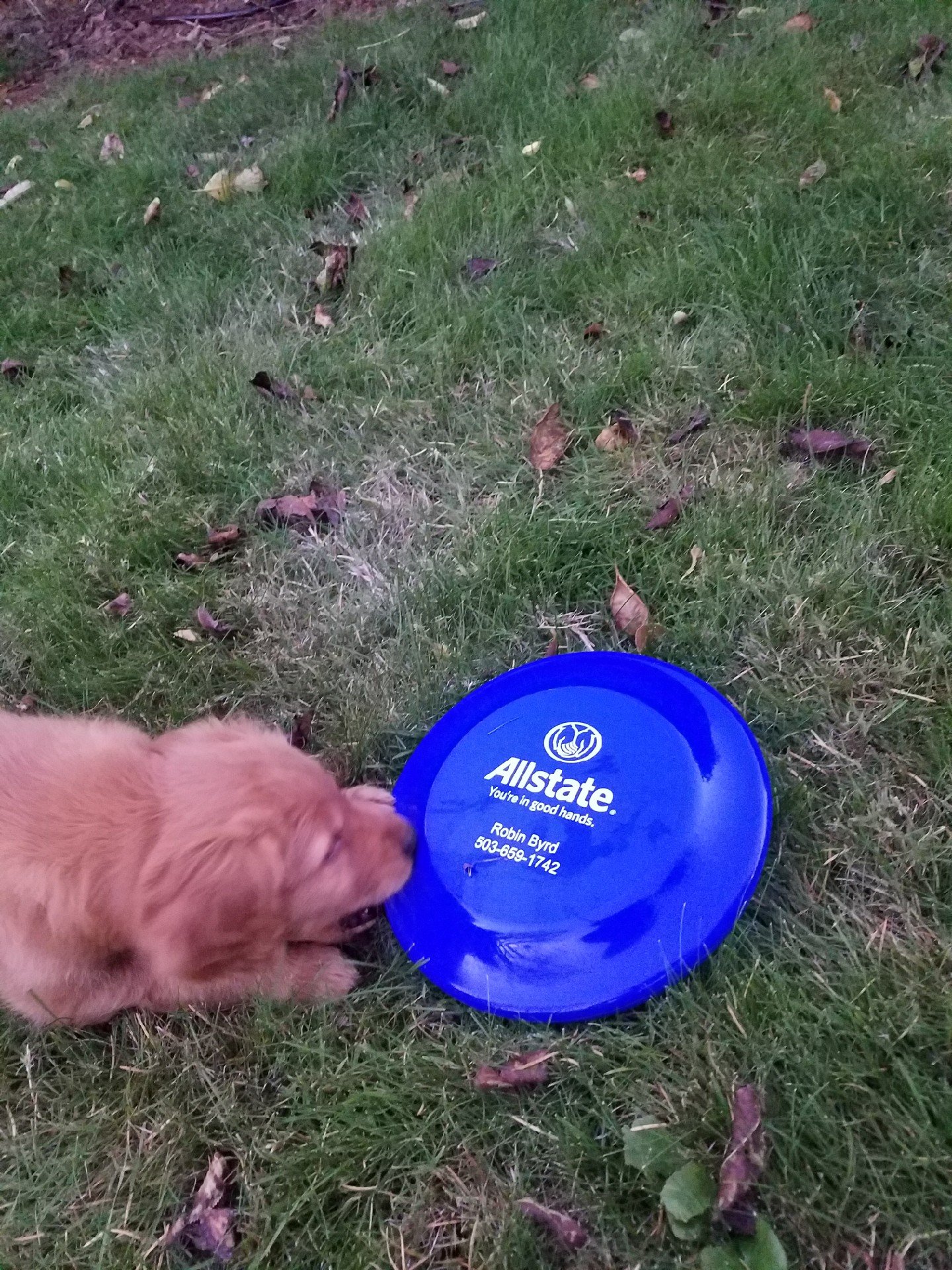 Baby Finn playing with his first Frisbee!