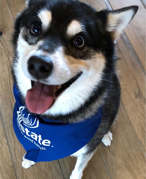 One of our apartment communities sponsored a yappy hour. Looking good in their Allstate bandanas!!