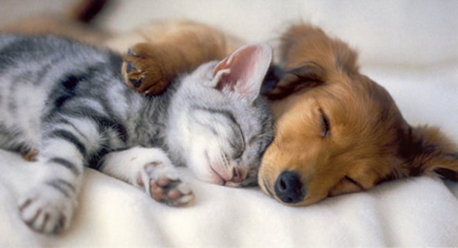 AmazingPets! Puppy and Kitten Adoption Drive