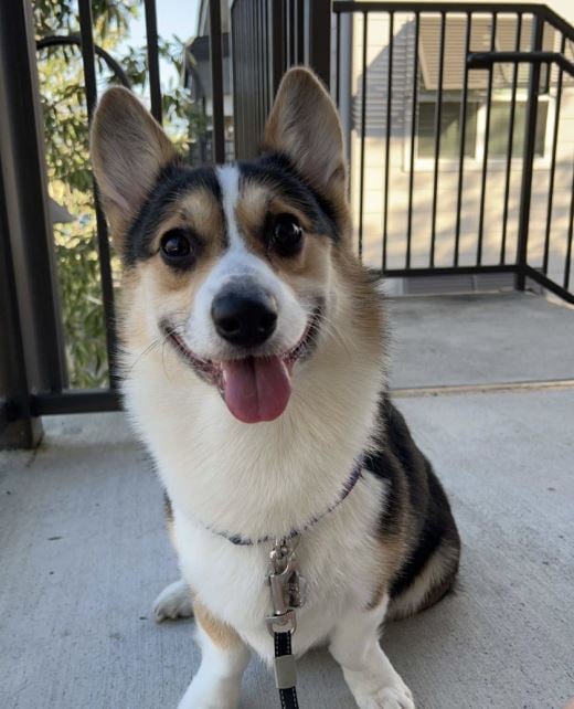 Arthur is a Pembroke Welsh Corgi, and he loves treats, performing tricks, and playing with his toys. He loves the office and is well behaved when it’s time to visit. Arthur is friendly and loves to be pet.