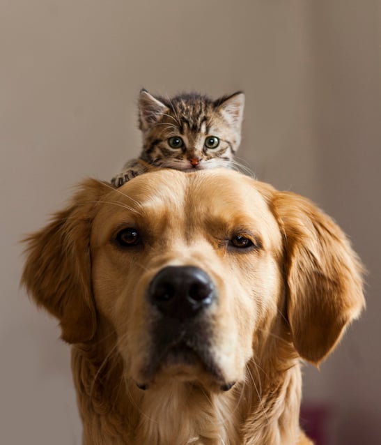 Promotional image
