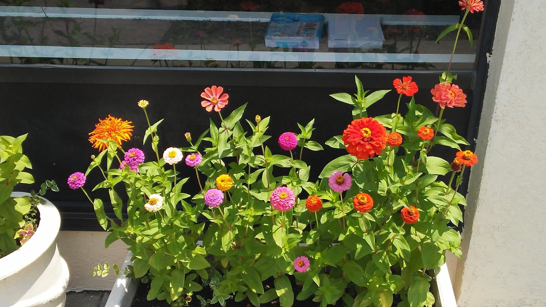 More of our flowers 2017