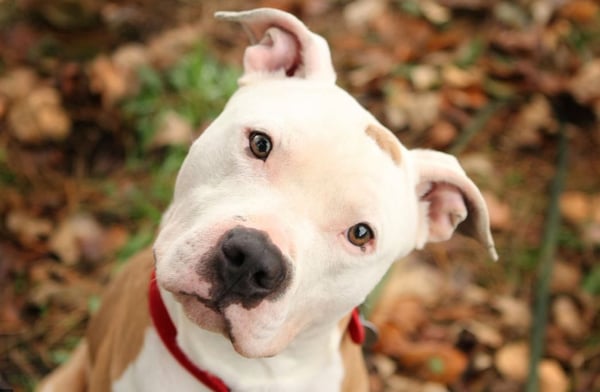 Dog Friendly Insurance in Mpls