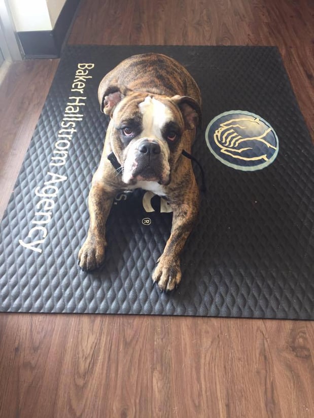 Lola, our office mascot.