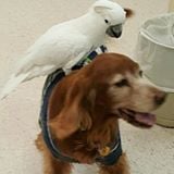 Pet Insurance