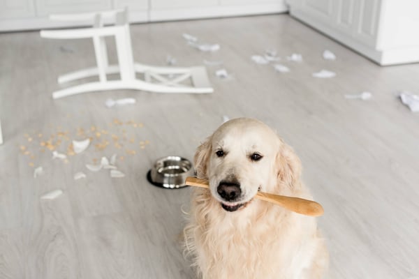 Hundehalterhaftpflichtversicherung der Barmenia