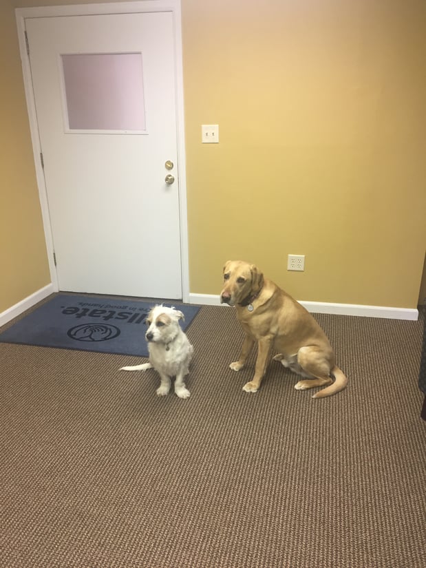 Our office mascots - Jack and Josie