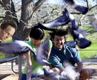 Who knew that a few pigeons could create such Mayhem?