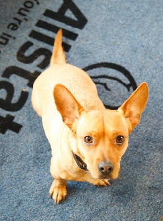 Photo of agent