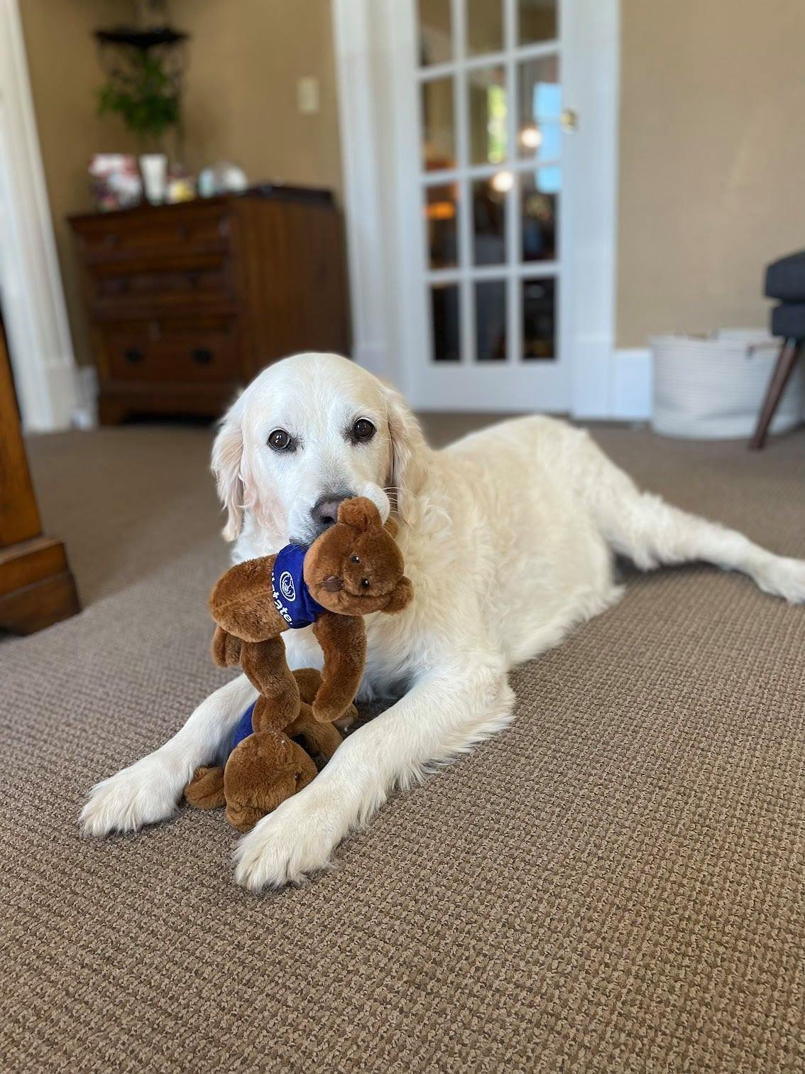 Lindy - Our agency mascot