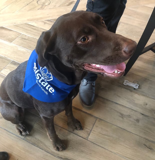 One of our apartment communities sponsored a yappy hour. Looking good in their Allstate bandanas!!
