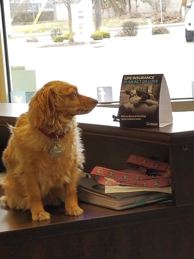 Cali checking out the new signs she set up around the office.....good girl!!