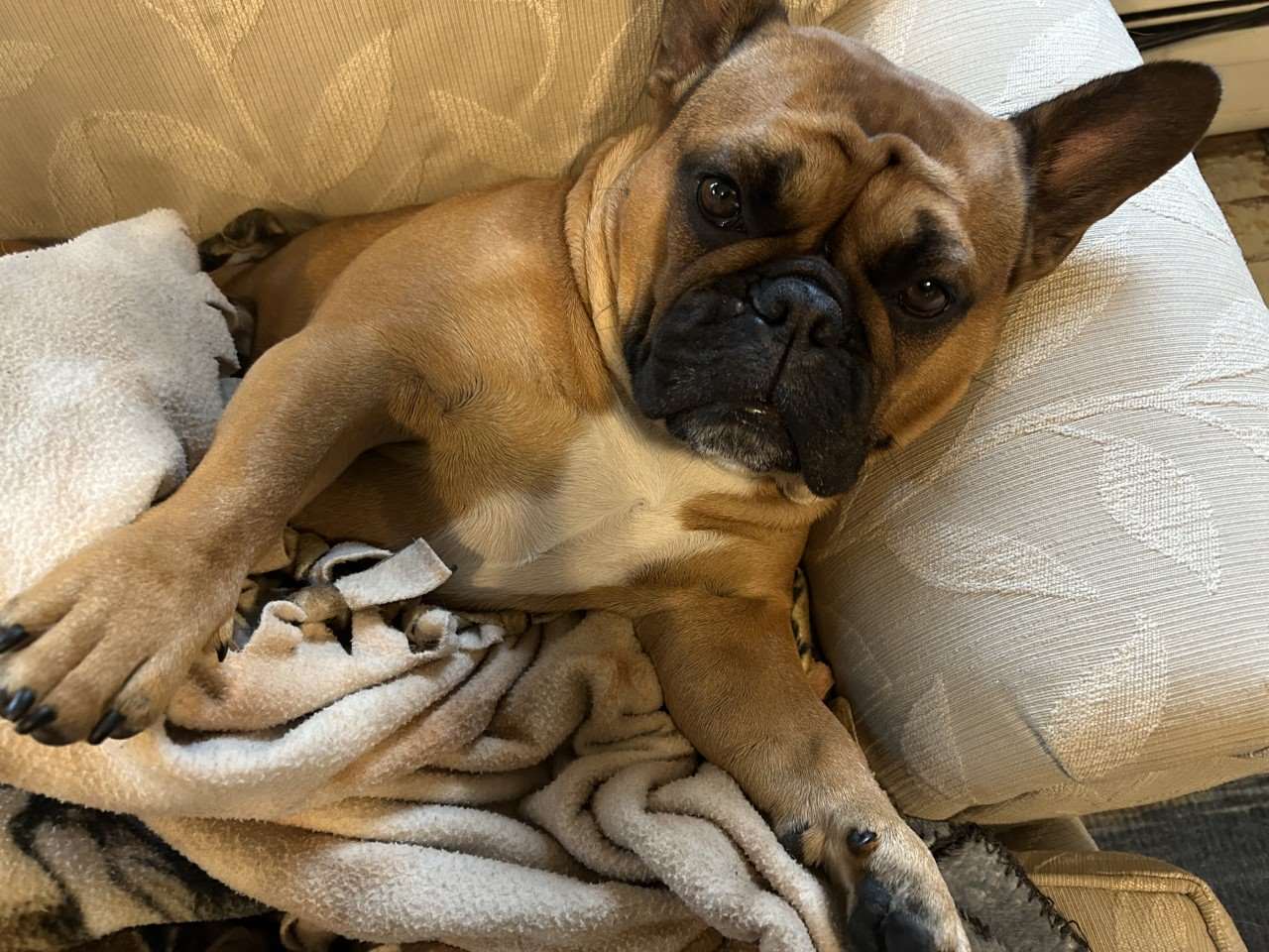 Frannie is happy to share her couch with all visitors!