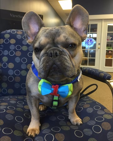 Photo of agent