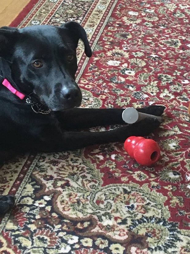 Meet Josie the newest member of our family!