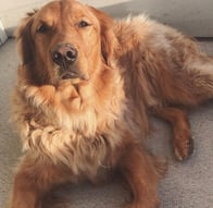 Photo of Beau