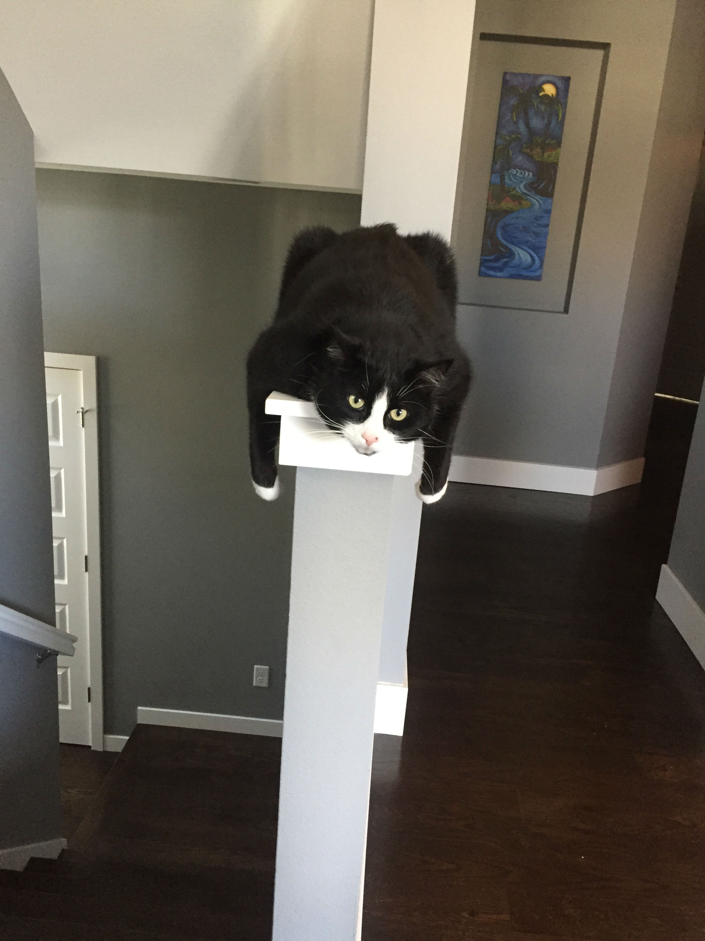 One of our lazy cats!