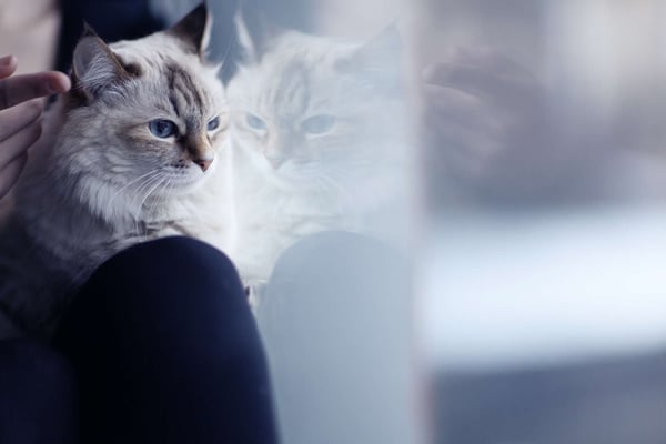 Katzen-OP-Versicherung der Barmenia