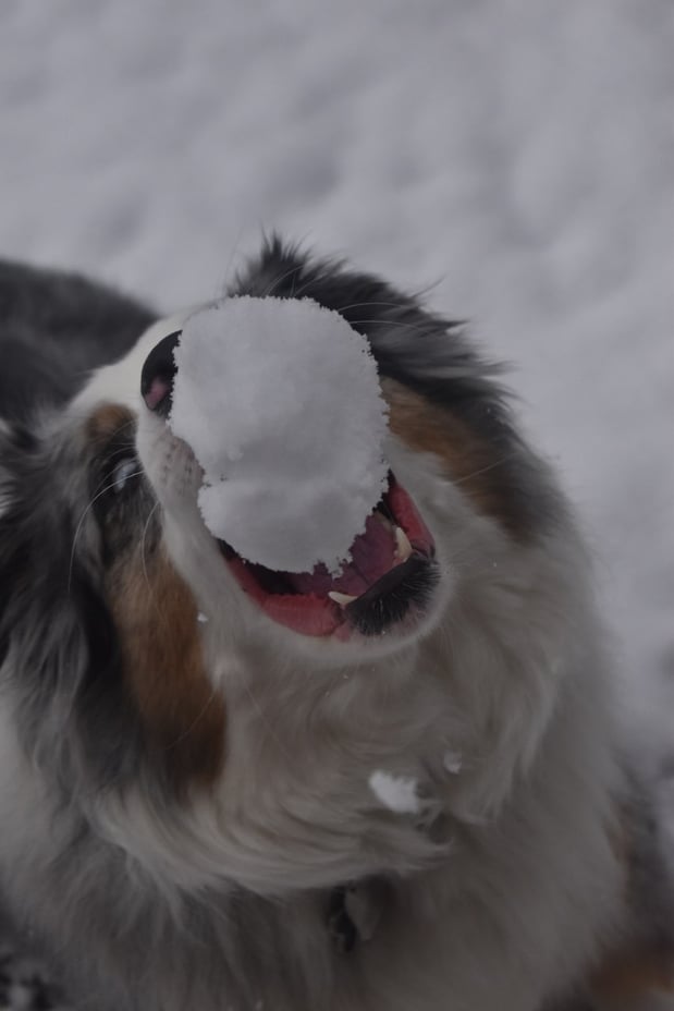 Cooper 2018 photos by Kate Byrd