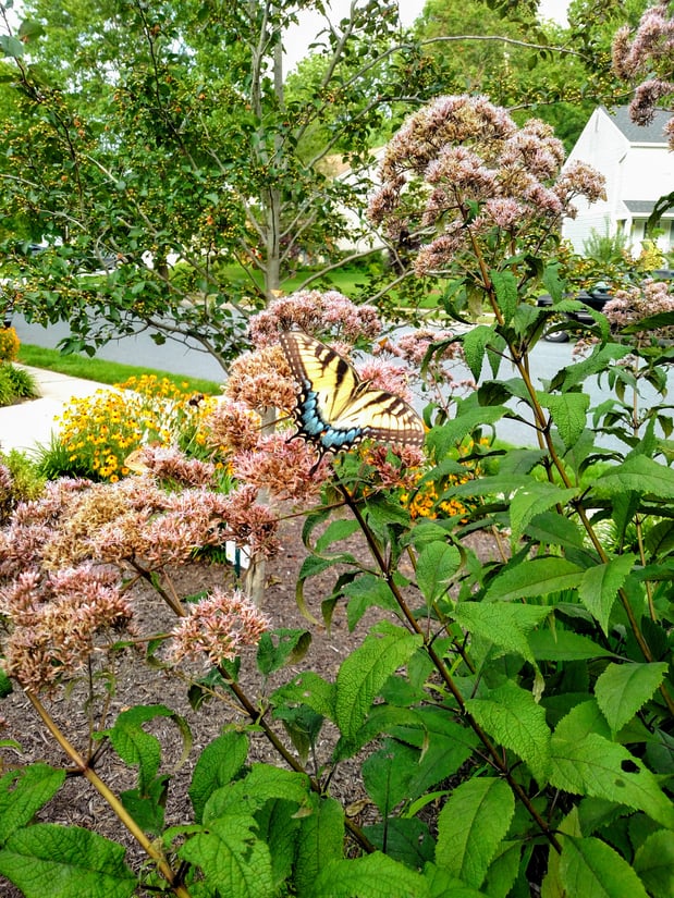 Just plain beautiful. Right here in Anne Arundel County