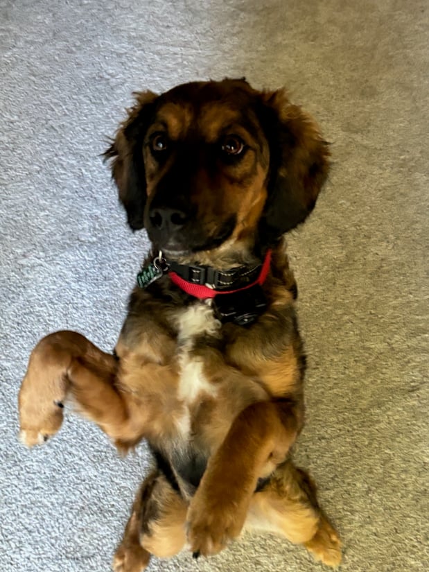 Fluffy "Mayhem" Meatloaf, the agency puppy sits pretty for treats! Stop by for a policy review and bring him some treats to eat!