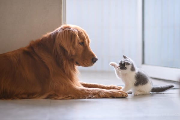 Hund und Katze richtig abgesichert mit der Hunde-Krankenversicherung und Katzen-Krankenversicherung