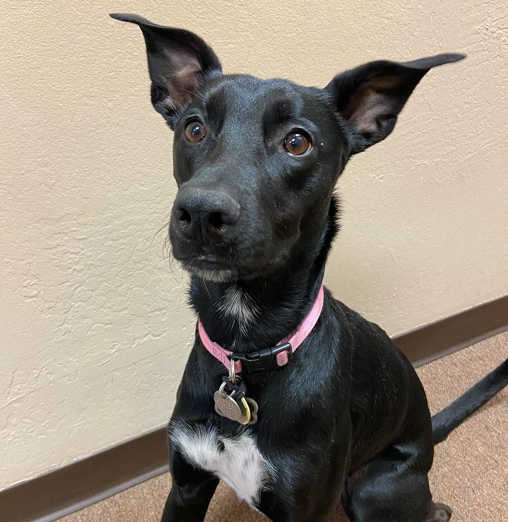 Photo of Luna