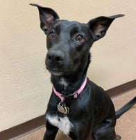 Photo of Luna