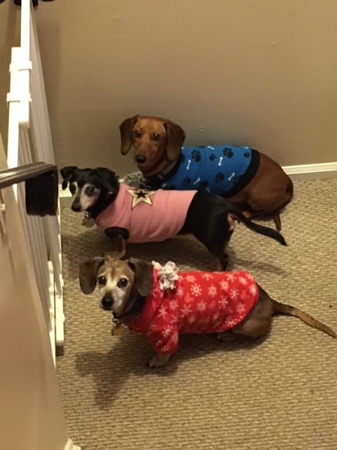 The Kruzinski Insurance Agency is a big fan of all pets. Please consider Dachshund Rescue of North America if you are trying to foster or adopt a new friend for life.