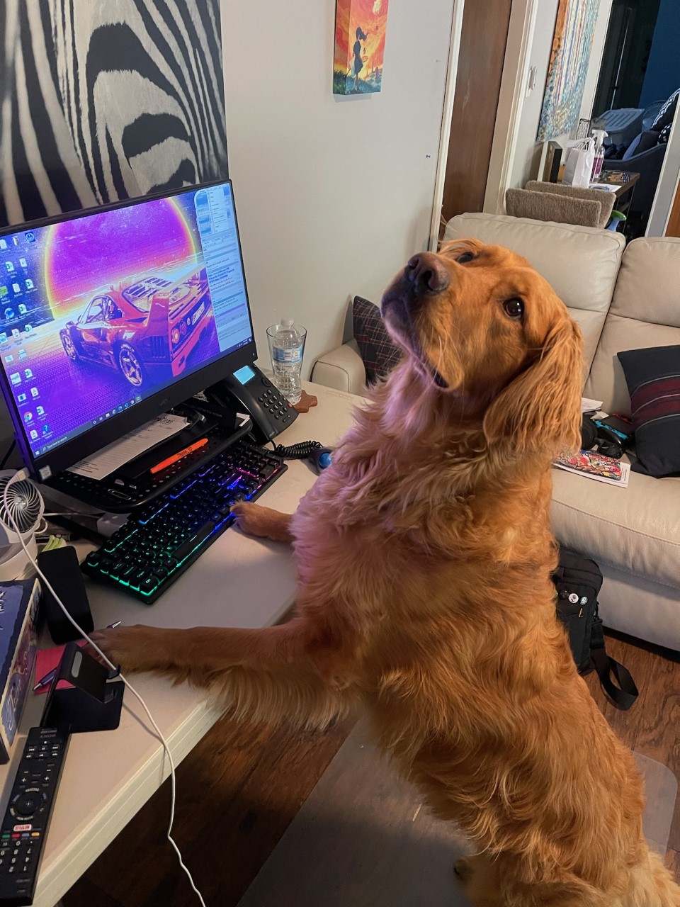Finn enjoying working from home !