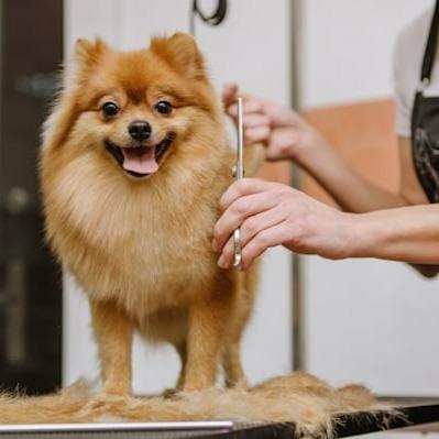 Petco Dog Grooming | Houston