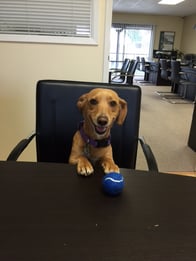 Photo of Tootsie