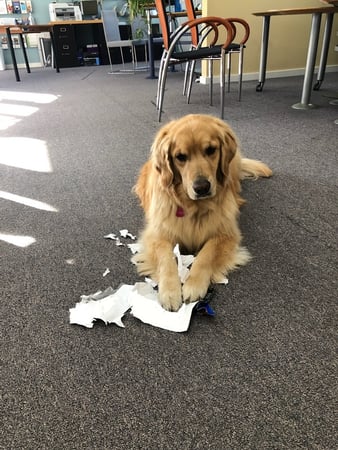 Photo of agent