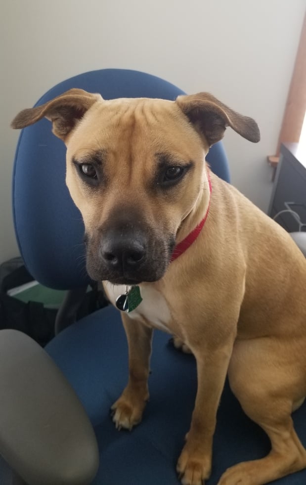 Stop in to meet Willow!