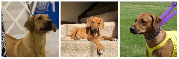 Bob Meyer - Meet our Agency Mascots