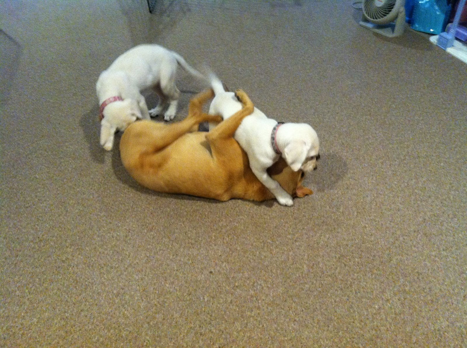 Our security system