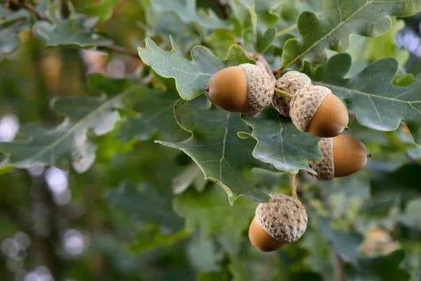 Photo of West Coast Acorn - Morgan Stanley