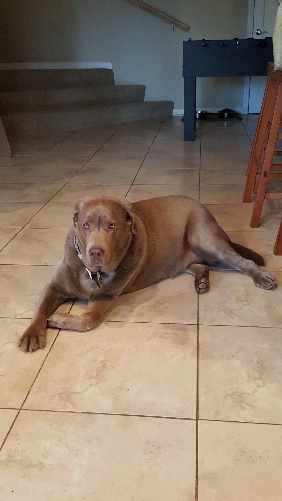 Hank, the office mascot