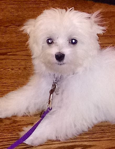 Missy our sweet mascot!