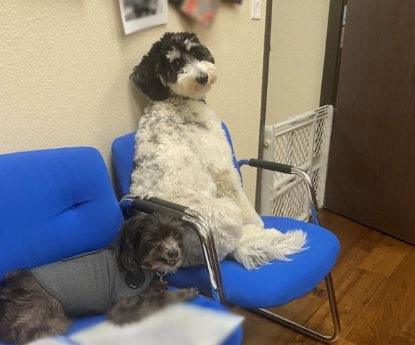 When you visit our Allstate agency, you might be welcomed by our two lovely pet mascots – Scarlet and Samson. Ask and see if you can see them, or offer them a treat.
