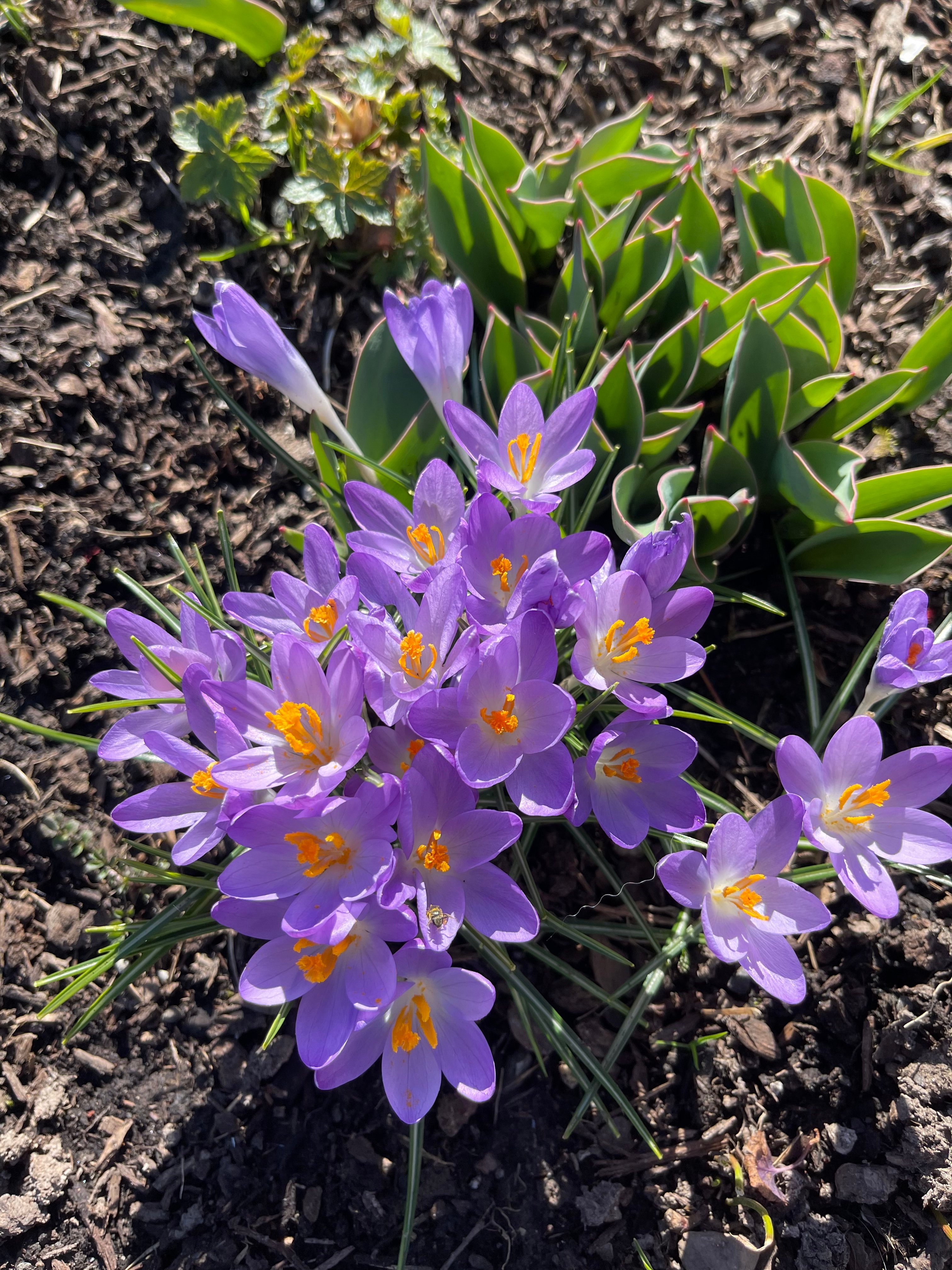 Allstate…always blooming and growing to fit your needs.