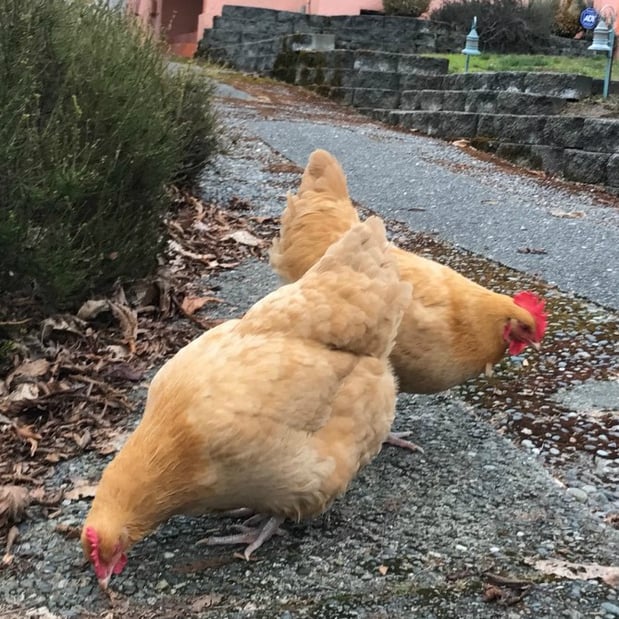 The girls are back in town - January 2017