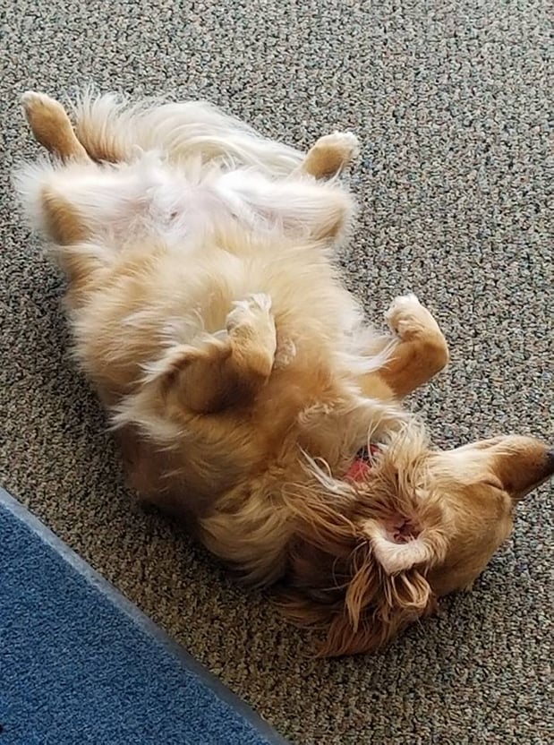 Cali is exhausted from trying to sell the kitty a life policy. I didn't have the heart to tell Cali that kitty has 9 lives......how many do you have? Call, click or stop by the Bill Jorgensen Insurance Agency today! Let Allstate help protect what matters most to you!