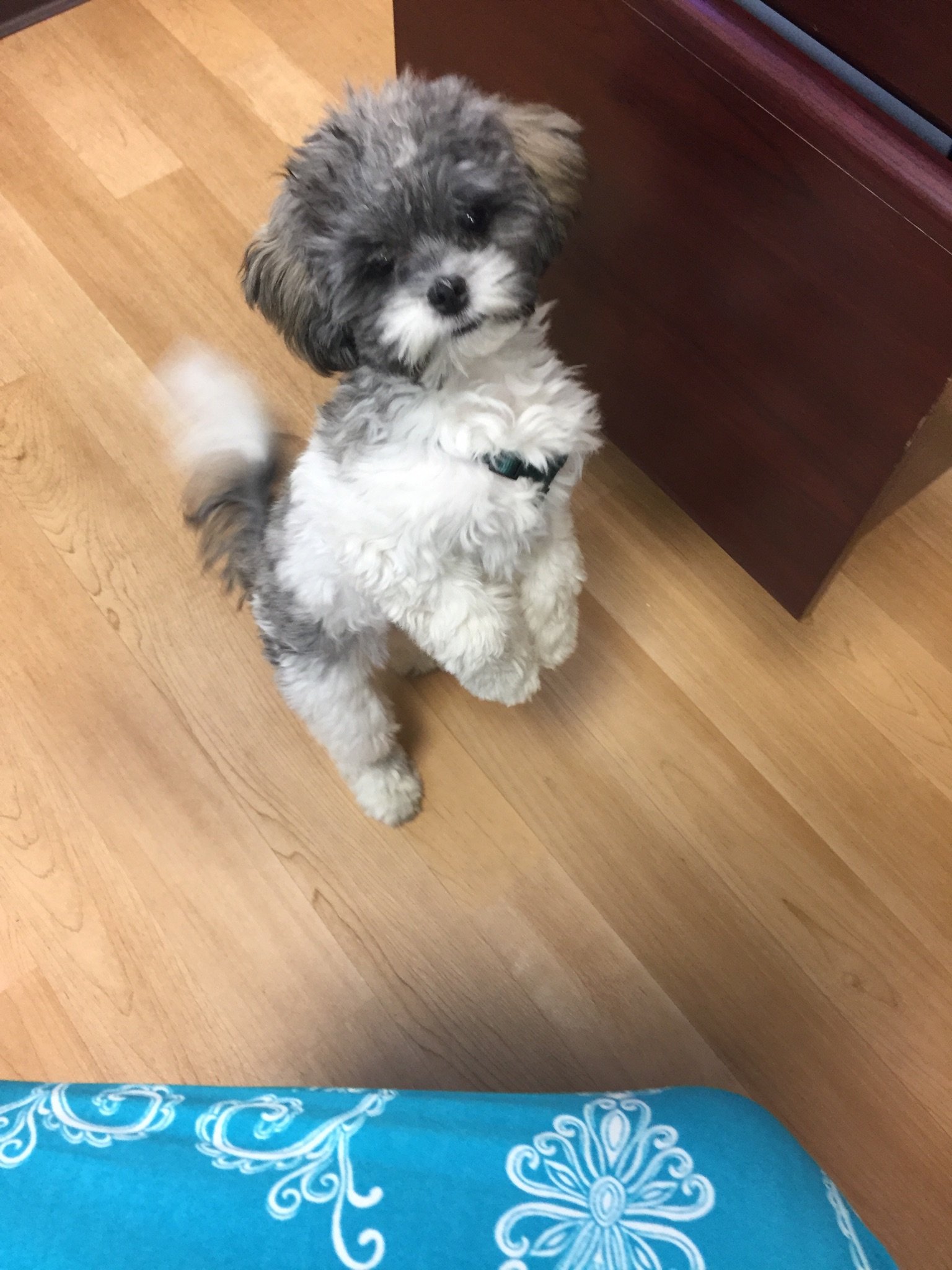 Do you have your lil buddy insured? We can help, give us a call