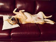 We also provide pet insurance to keep your furry friends smiling.