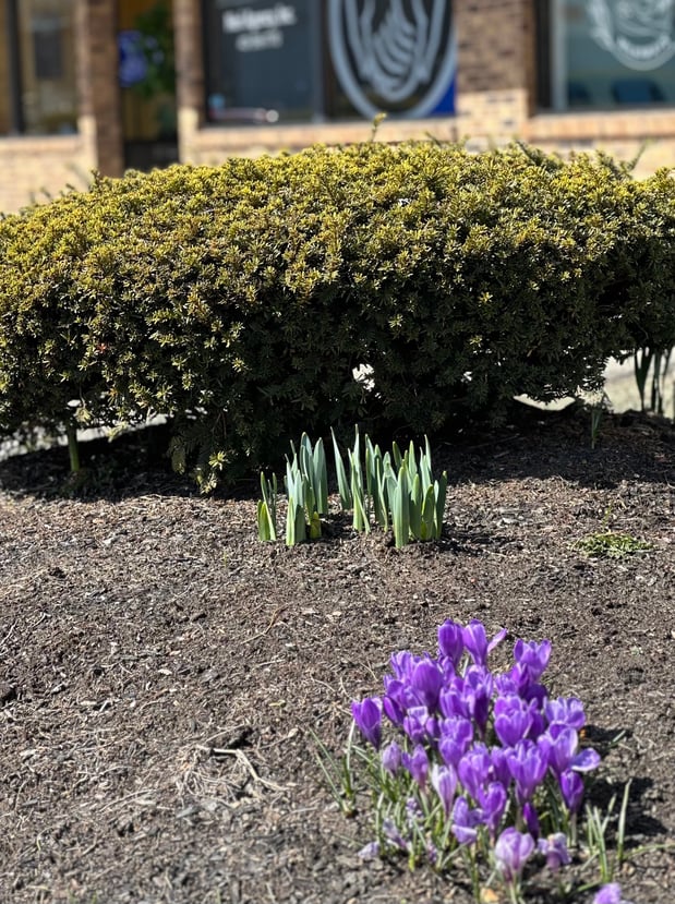 Spring!